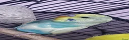 Budgerigars birds for sale: Young proven breeding pair  - Advert 3