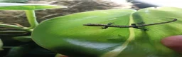 Gecko reptiles for sale: Mourning gecko hatchlings - Advert 20