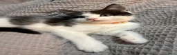 Domestic Shorthair cats for sale: 5 adorable kittens – 3 boys and 2 girls - Advert 7