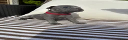 Staffordshire Bull Terrier dogs for sale: 💙KC Registered Blue Staffie Puppies💙 - Advert 15