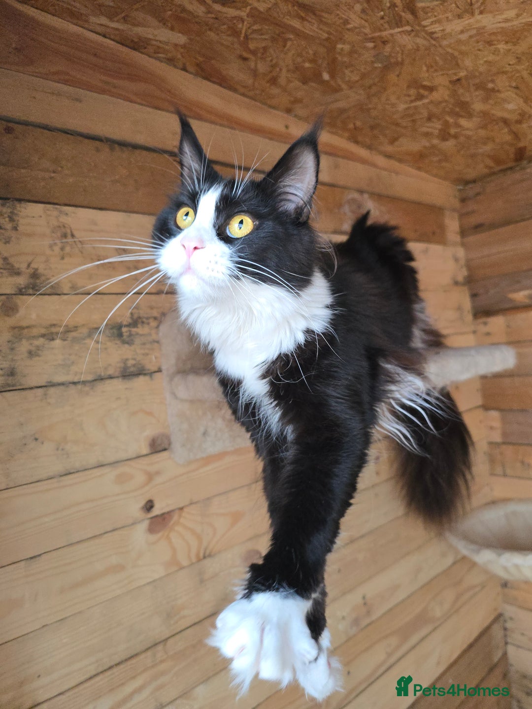 Maine Coon cats for sale: Stunning Active Adult Female Black Bicolor - Advert 18