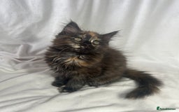 Maine Coon cats for sale: TICA REGISTERD MAINCOON KITTEN’S ⭐️ - Image 28