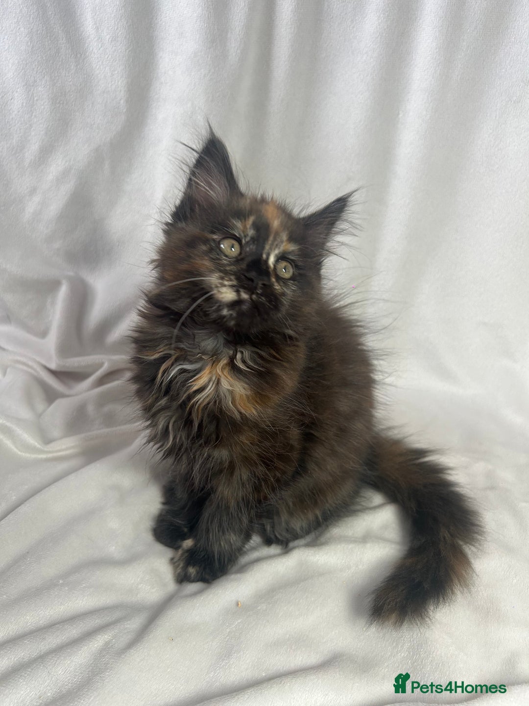 Maine Coon cats for sale: TICA REGISTERD MAINCOON KITTEN’S ⭐️ - Image 28
