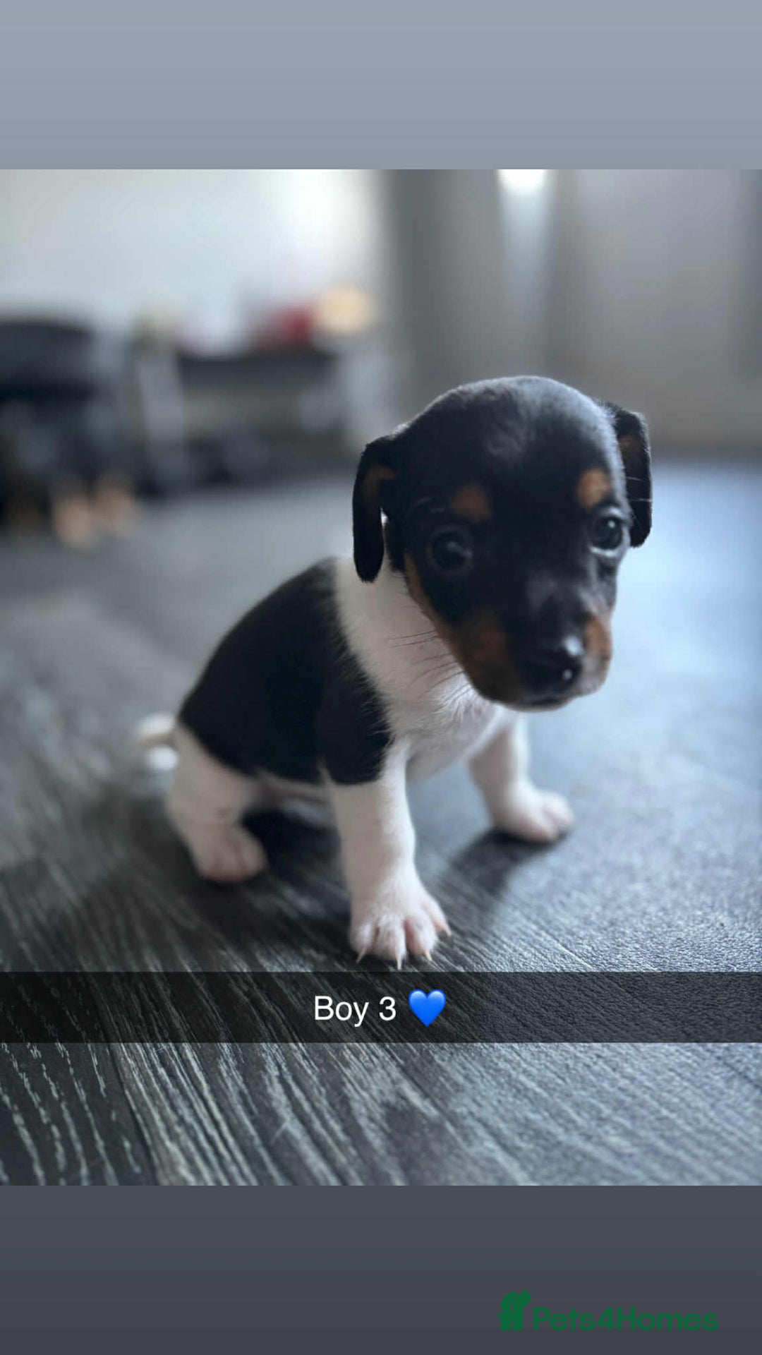 Jack Russell dogs for sale: Beautiful litter of Jack Russell pups - Image 14