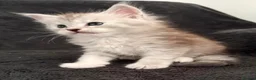Maine Coon cats for sale: 🐾 TICA-Registered XXL Maine Coon Kittens 🐾 in Newbury - Advert 6