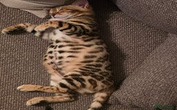 Bengal cats for sale: Bengal girl for sale - Image 7