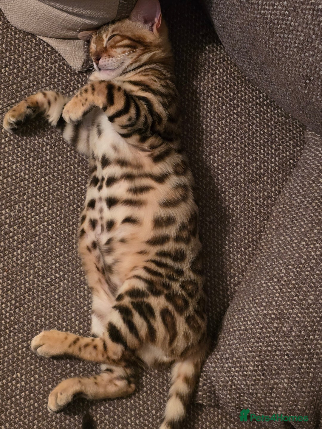 Bengal cats for sale: Bengal girl for sale - Image 7