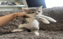 Bengal cats for sale: RUSSIAN BLUE BENGLES - Image 19