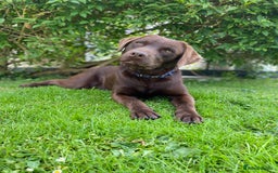 Labrador Retriever dogs for stud: Health Tested KC Registered Chocolate Labrador  in Wisbech - Image 13