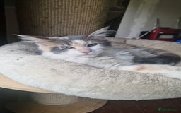 Maine Coon cats for sale: Adorable Maine Coon Kittens for Sale - Image 5