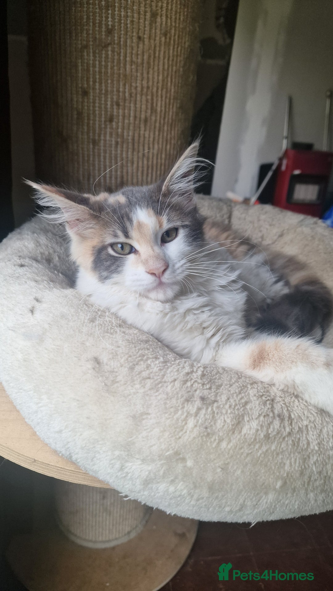 Maine Coon cats for sale: Adorable Maine Coon Kittens for Sale - Image 5