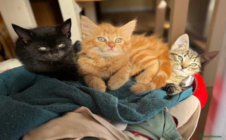Mixed Breed cats - Advert 1