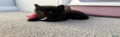 Mixed Breed Kitten 1