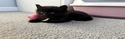 Mixed Breed cats for sale: Two beautiful female kittens  in Stevenage - Advert 4