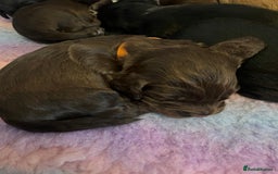 Cocker Spaniel dogs for sale: Cocker spaniel puppies - Image 11