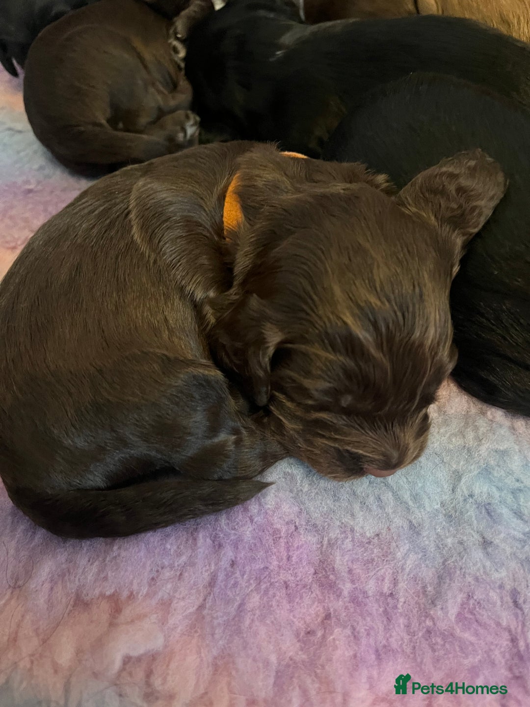 Cocker Spaniel dogs for sale: Cocker spaniel puppies - Image 11
