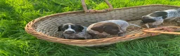 German Shorthaired Pointer dogs for sale: Stunning litter of GSP puppies !! - Advert 17