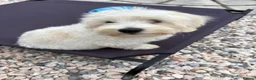 Maltese dogs for sale: Male Maltese puppy  - Advert 5