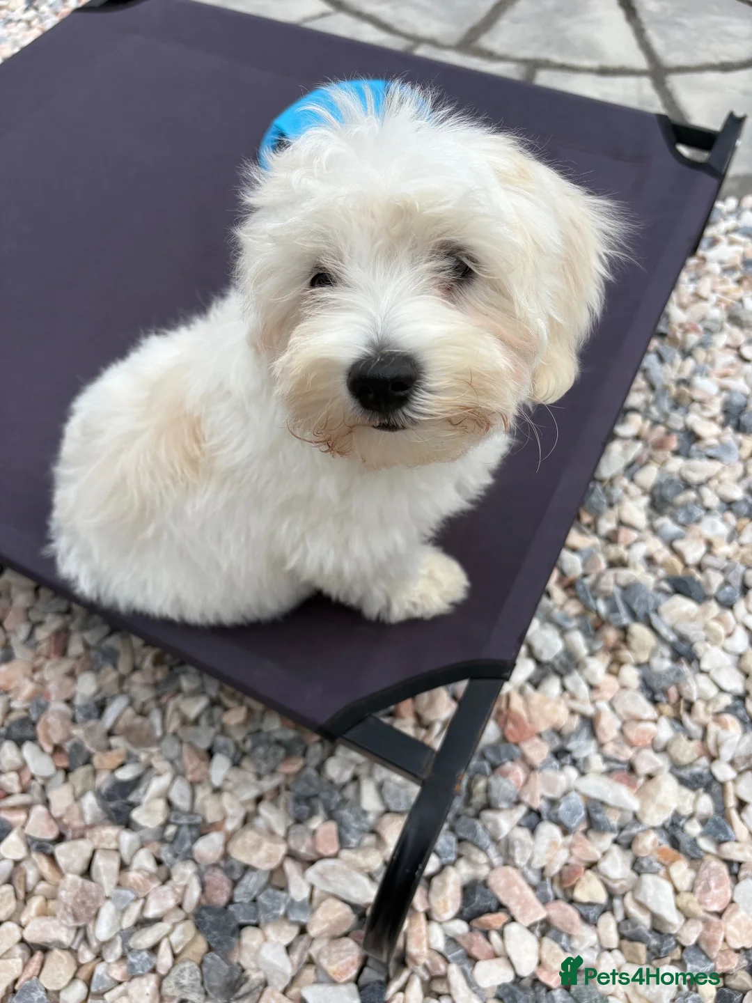 Maltese dogs for sale: Male Maltese puppy  - Advert 5