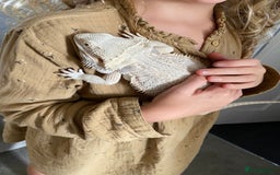 Bearded Dragon reptiles for sale: Bearded dragon and Vivarium - Image 2