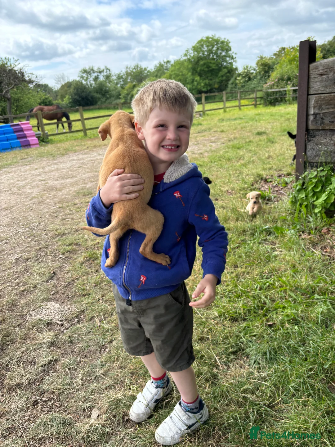 Labrador Retriever dogs for stud: KC Labrador for Stud 16 Champions in Lineage - Advert 7