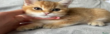 British Shorthair 1