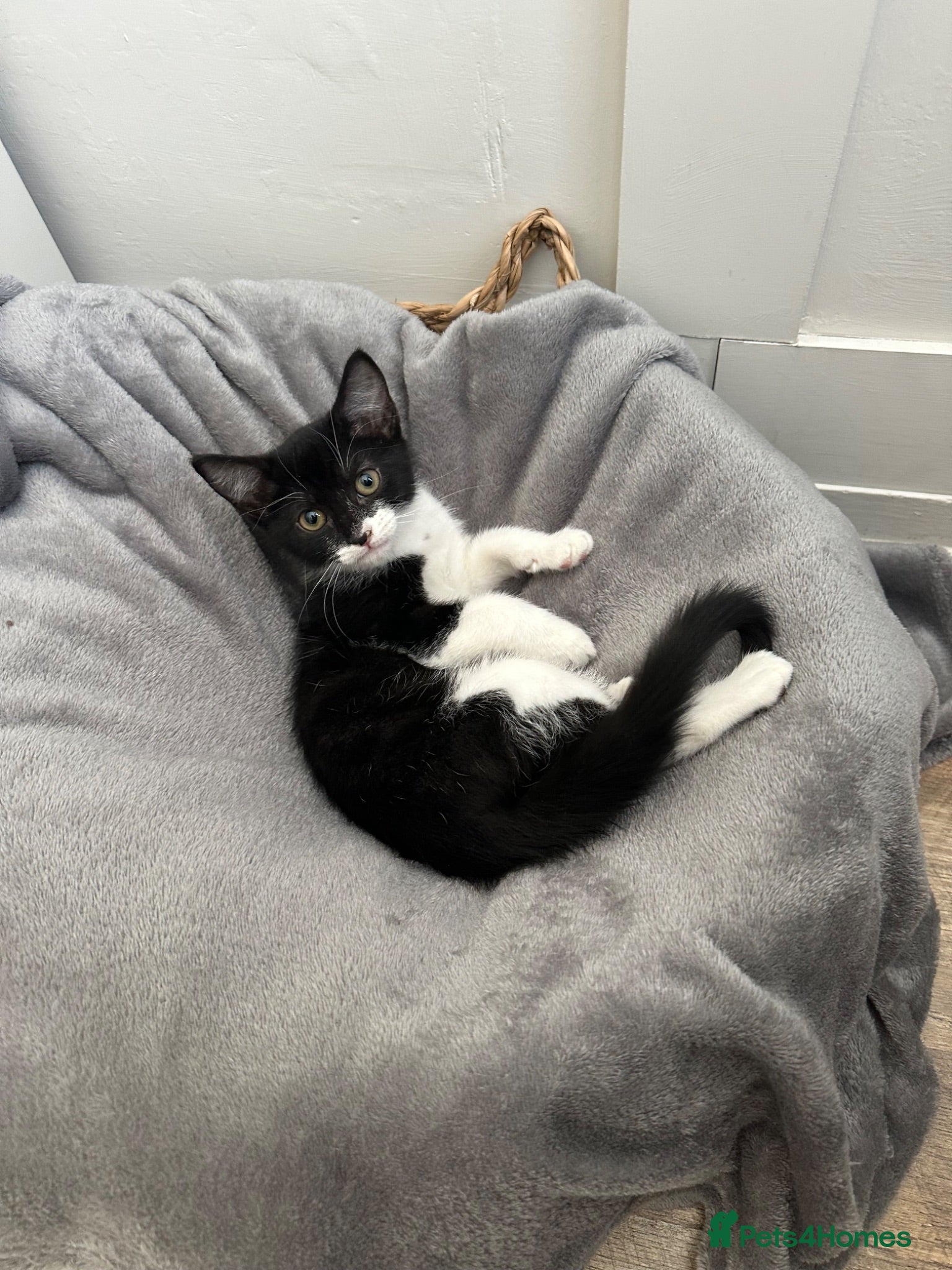 Mixed Breed cats Beautiful kitten for sale  - Advert 1
