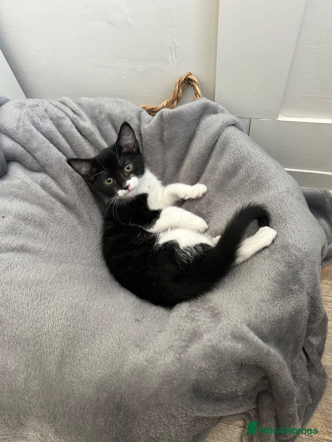 Mixed Breed cats for sale: Beautiful kitten for sale  - Advert 1