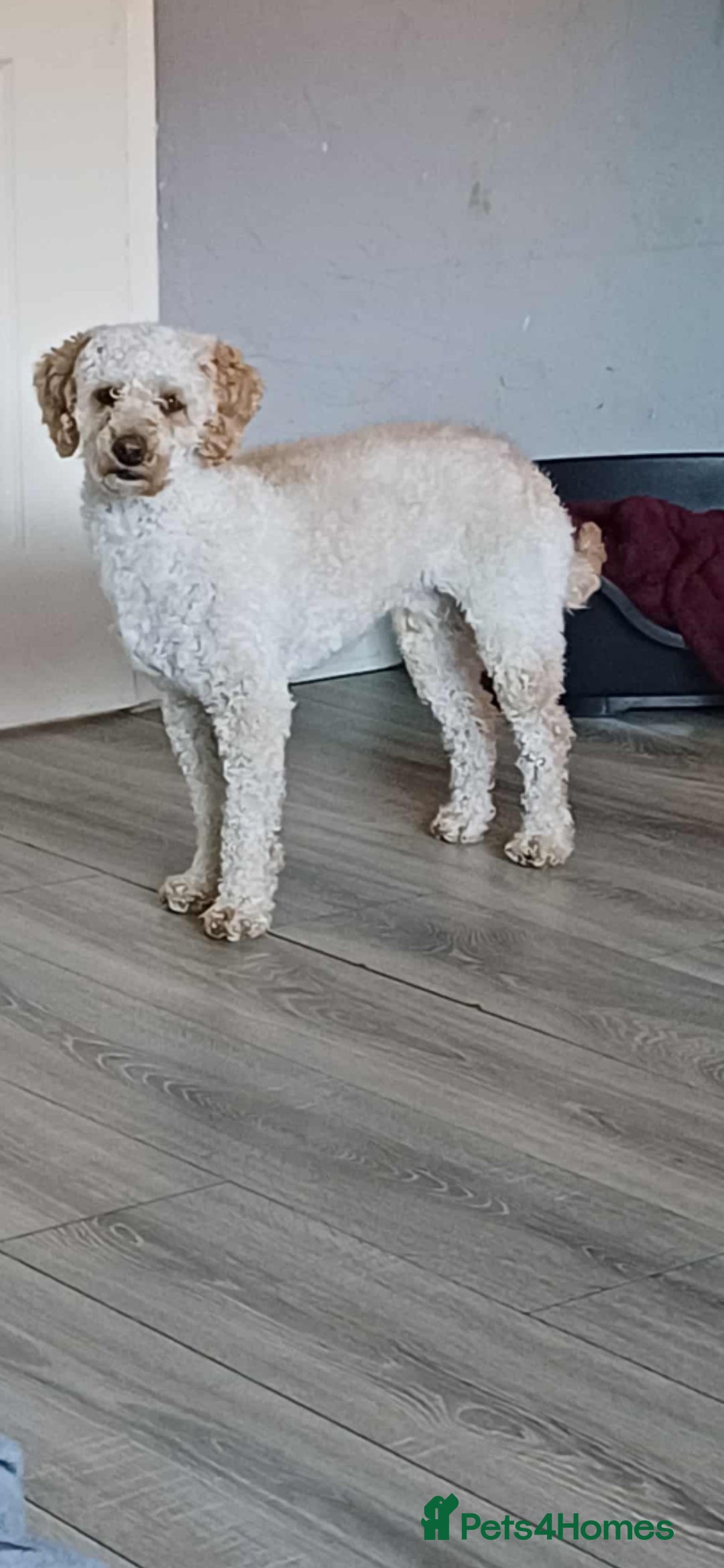 Miniature Poodle dogs for stud: Miniature poodle stud dog - Advert 3