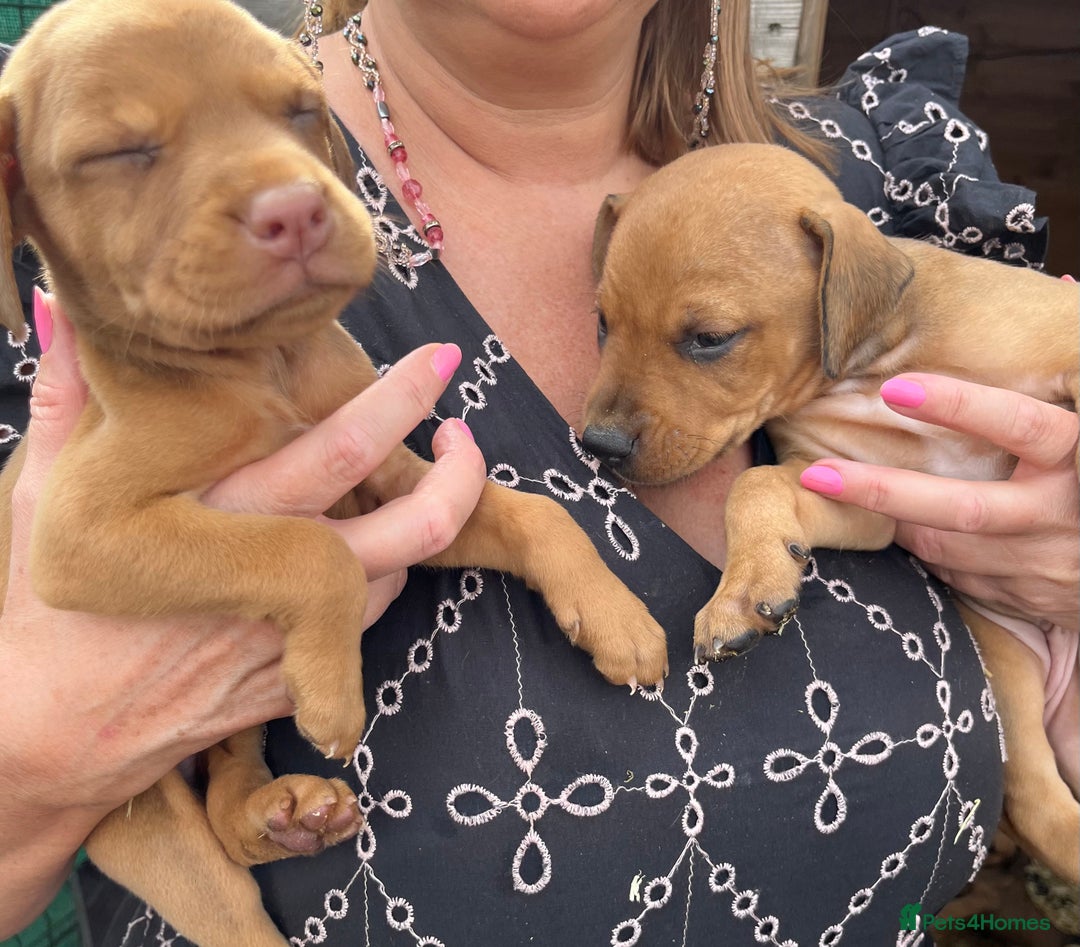 Dobermann dogs for sale: Doberman puppies for sale - Image 6