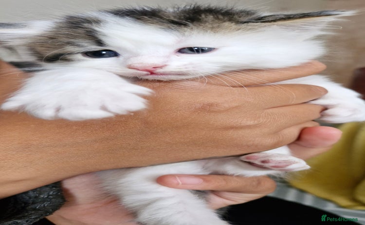 Domestic Shorthair cats - Advert 4