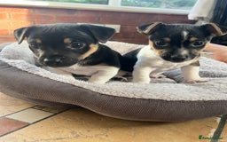 Jack Russell dogs for sale: Jack Russell Puppies for sale - Image 4