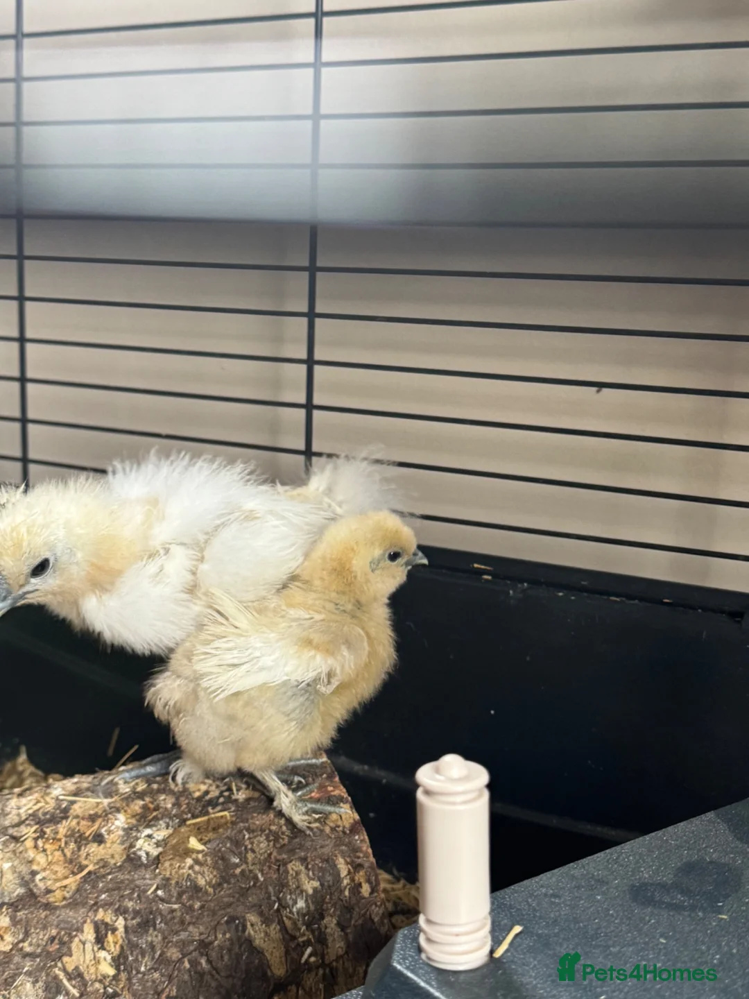 Chickens poultry for sale: Silkie chicks in Dereham - Advert 3