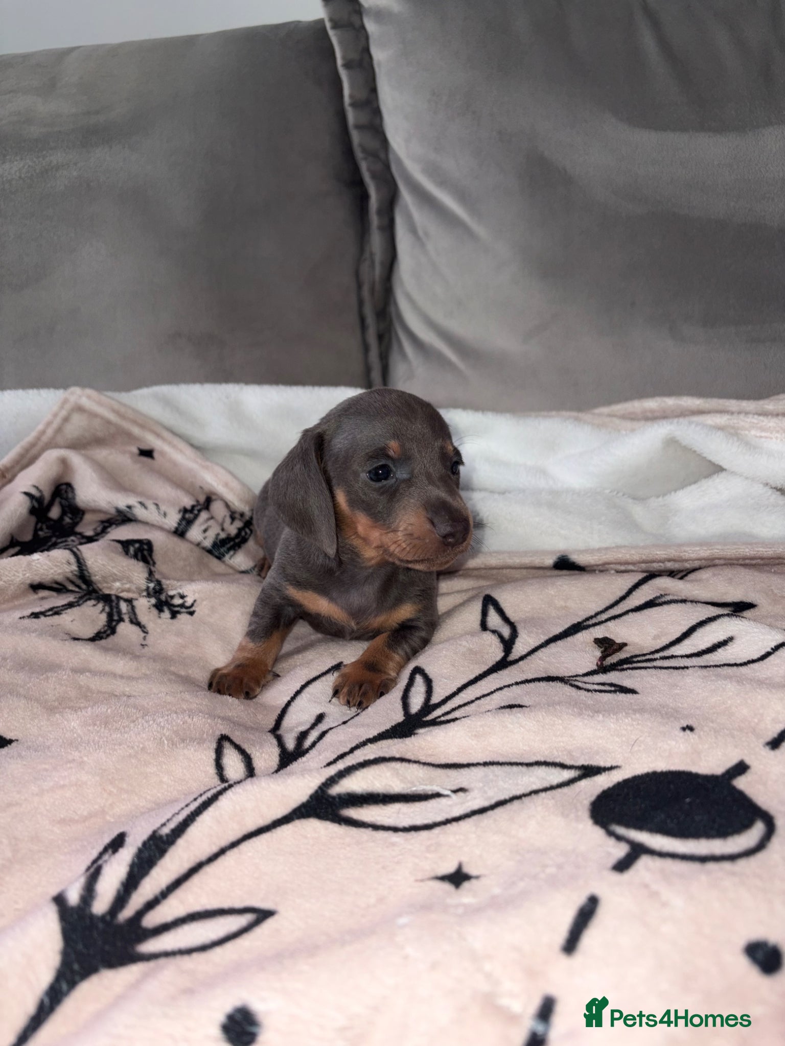 Miniature Dachshund dogs Stunning Daschunds - Advert 2