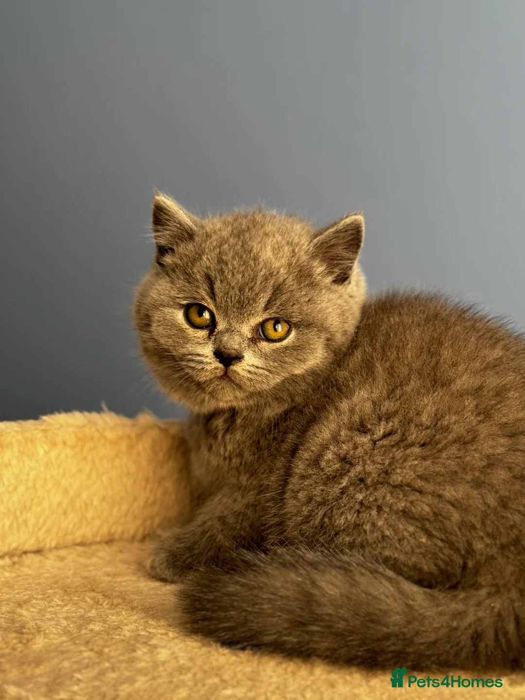 British Shorthair cats for sale: *READY SOON* BRITISH SHORTHAIR KITTENS🐱🩶 - Advert 4