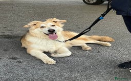 German Shepherd dogs for sale: long haired white sable boy  in Porthcawl - Image 7