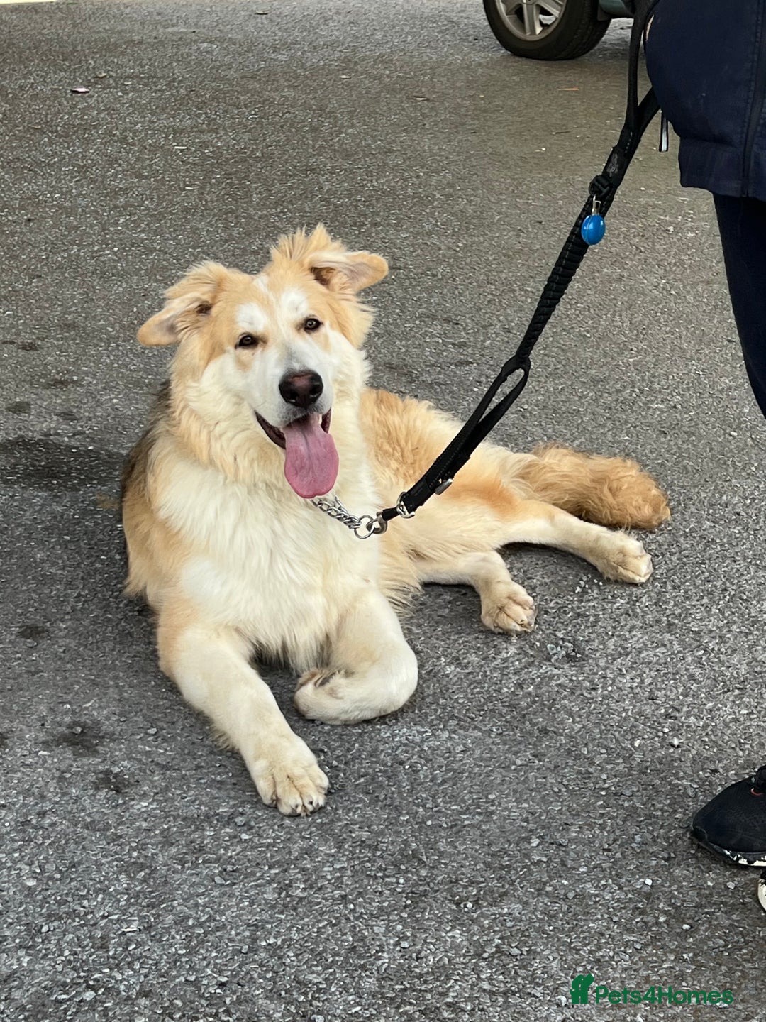 German Shepherd dogs for sale: long haired white sable boy  in Porthcawl - Image 7