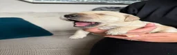 Golden Retriever dogs for sale: Beautiful golden retriever puppies  - Advert 15