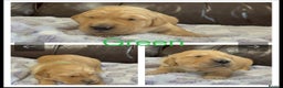 Golden Retriever dogs for sale: KC DNA tested gorgeous golden retriever puppies  - Advert 23