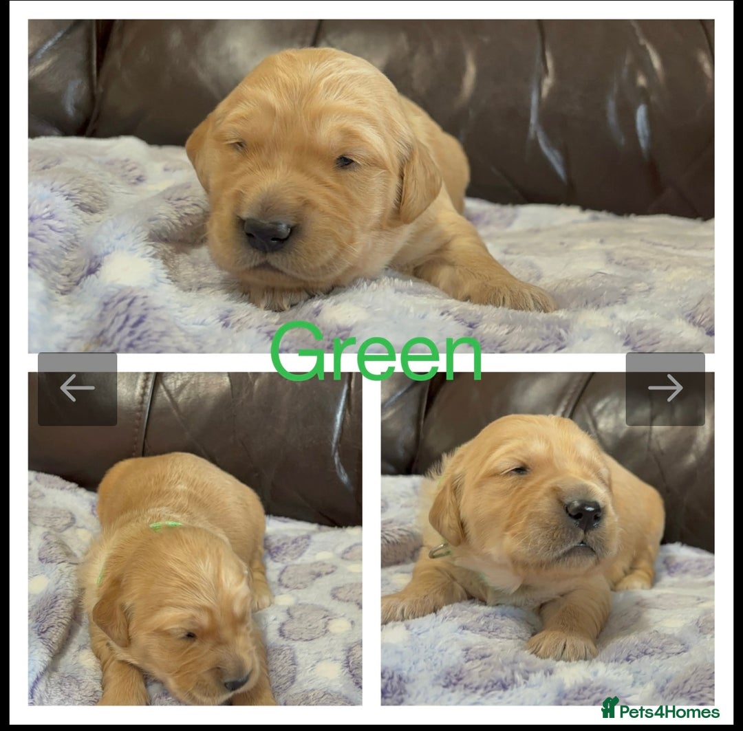 Golden Retriever dogs for sale: KC DNA tested gorgeous golden retriever puppies  - Advert 23