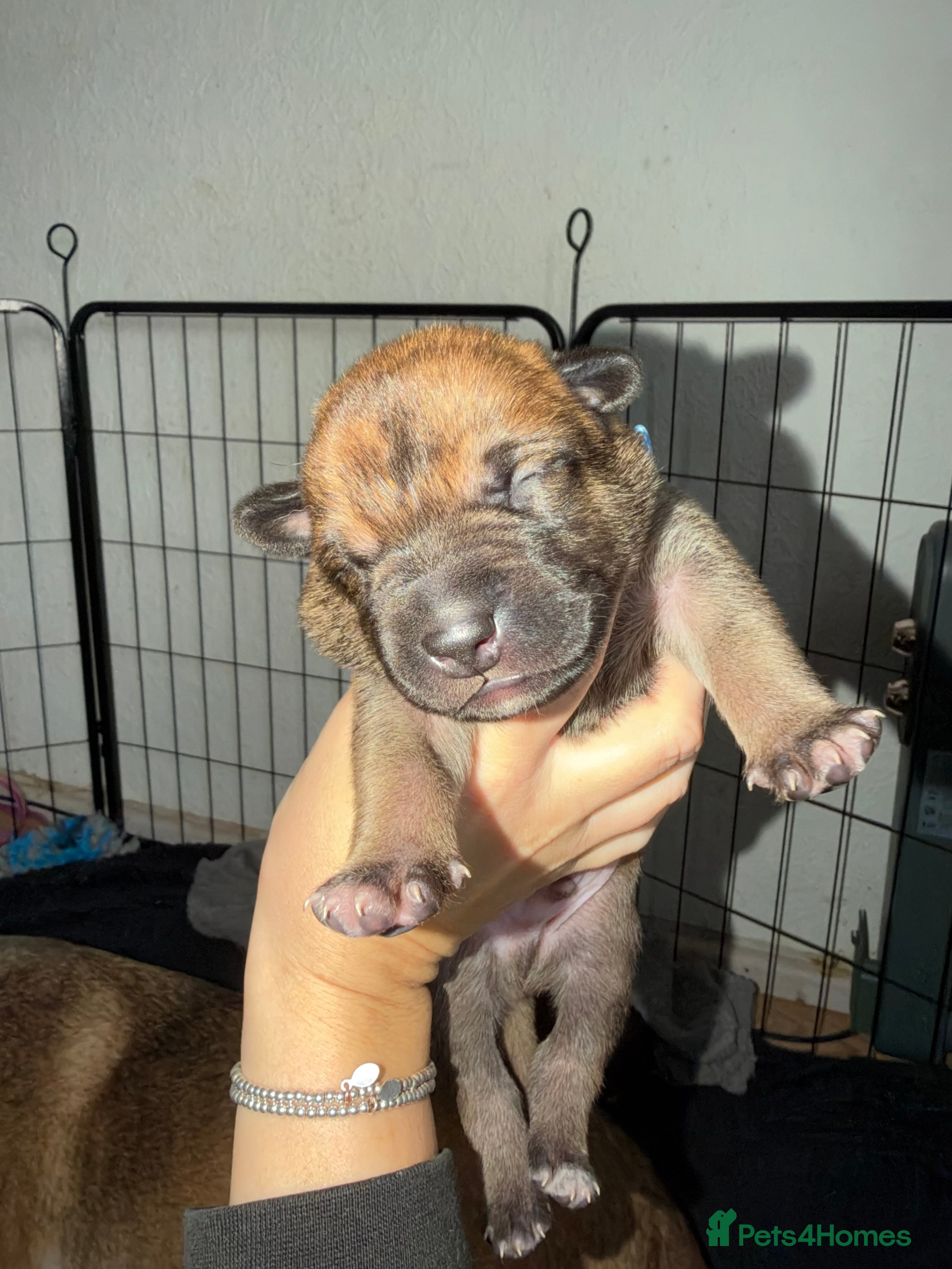 Belgian Shepherd Dog dogs for sale: Health tested dark stable but able Malinois  - Advert 2