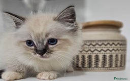Ragdoll cats for sale: Stunning ragdoll kittens  - Image 31