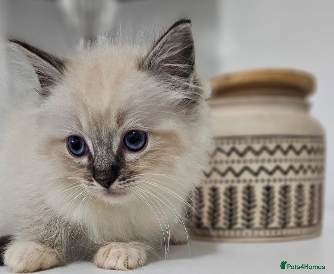 Ragdoll cats for sale: Stunning ragdoll kittens  - Image 31
