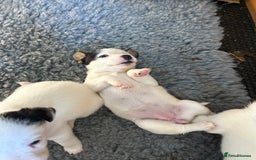 Mixed Breed dogs for sale: Gorgeous ParsonsXJack Russel puppies  - Image 2