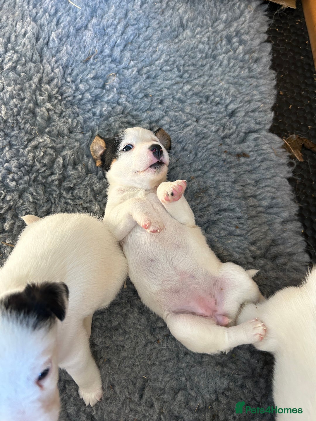 Mixed Breed dogs for sale: Gorgeous ParsonsXJack Russel puppies  - Image 2