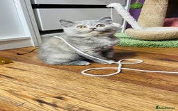 Scottish Fold cats for sale: Beautiful litter of Scottish fold  😍 - Image 4