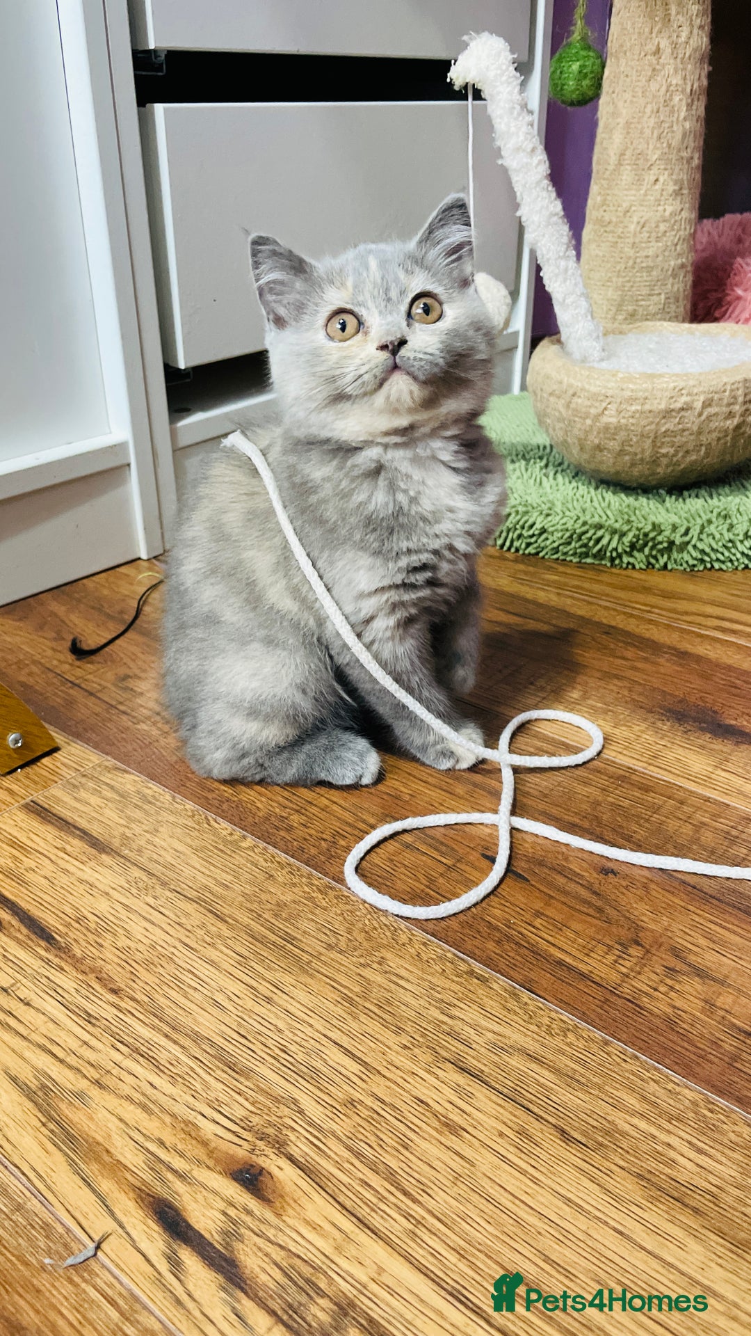 Scottish Fold cats for sale: Beautiful litter of Scottish fold  😍 - Image 4