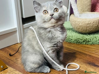 Scottish Fold cats - Advert 6