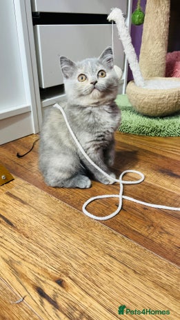 Scottish Fold cats - Advert 1