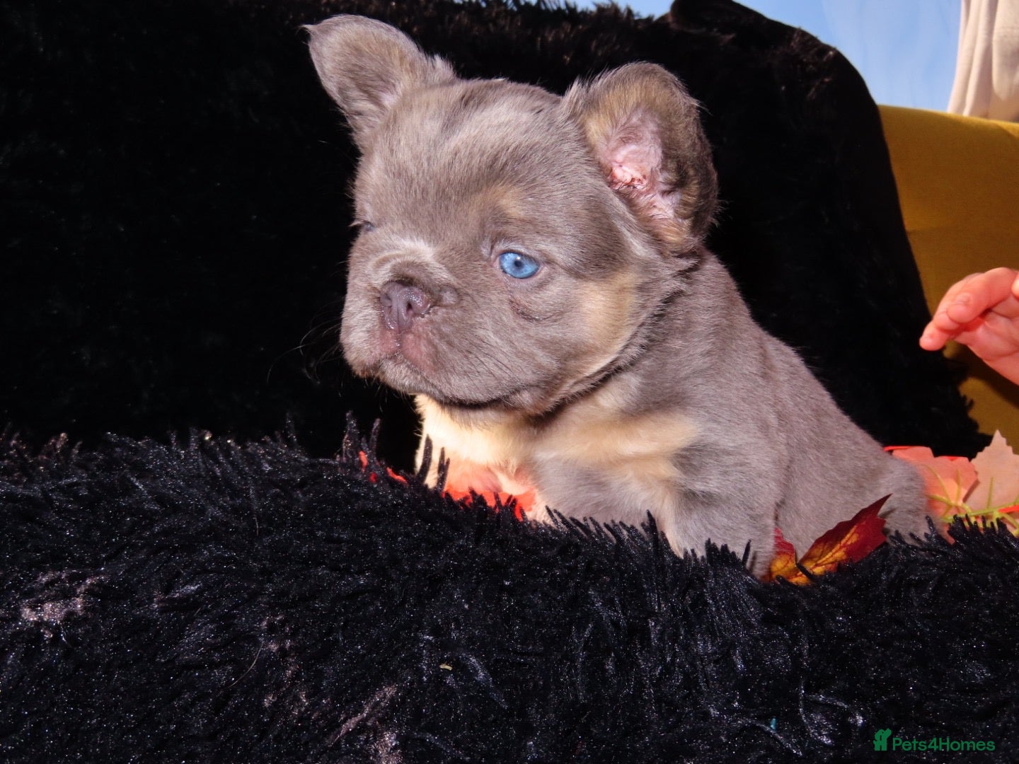 French Bulldog dogs Fluffy Frenchie Females  - Advert 2